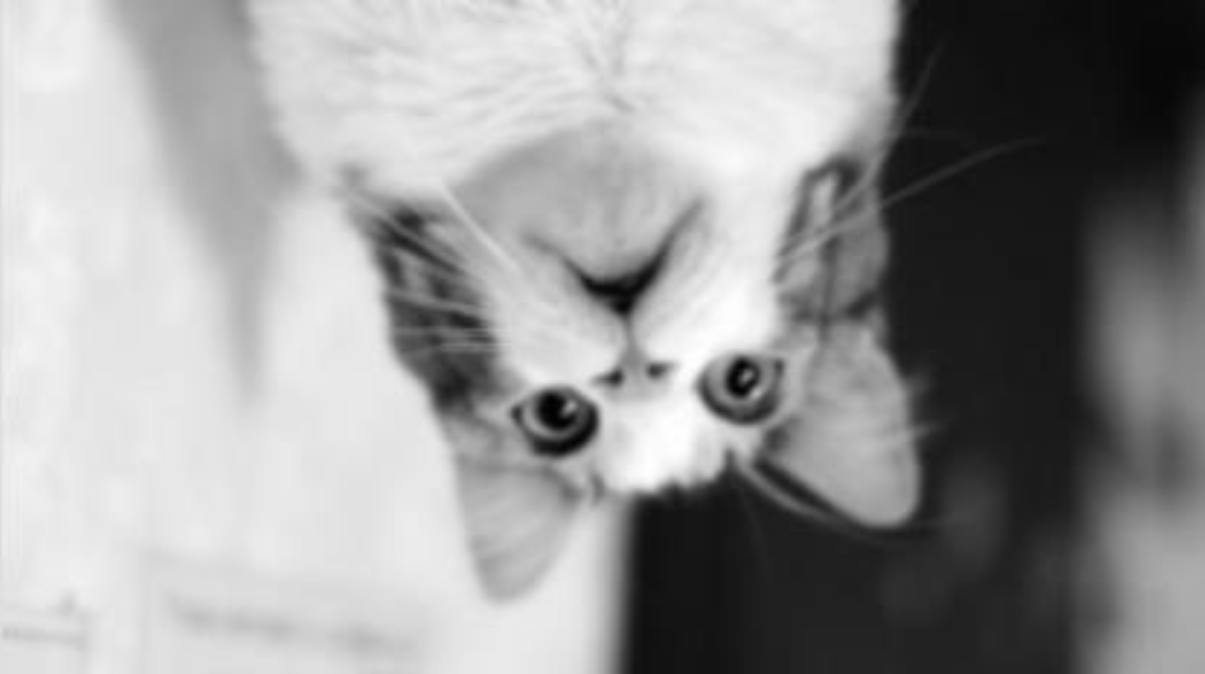 gato preto e branco borrado de cabeça para baixo