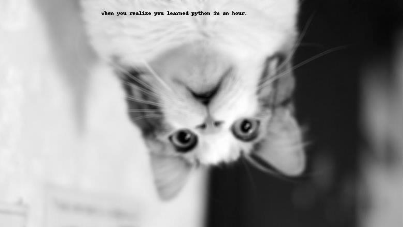 gato em preto e branco de cabeça para baixo com texto: 'when you realize you learned python in an hour.'