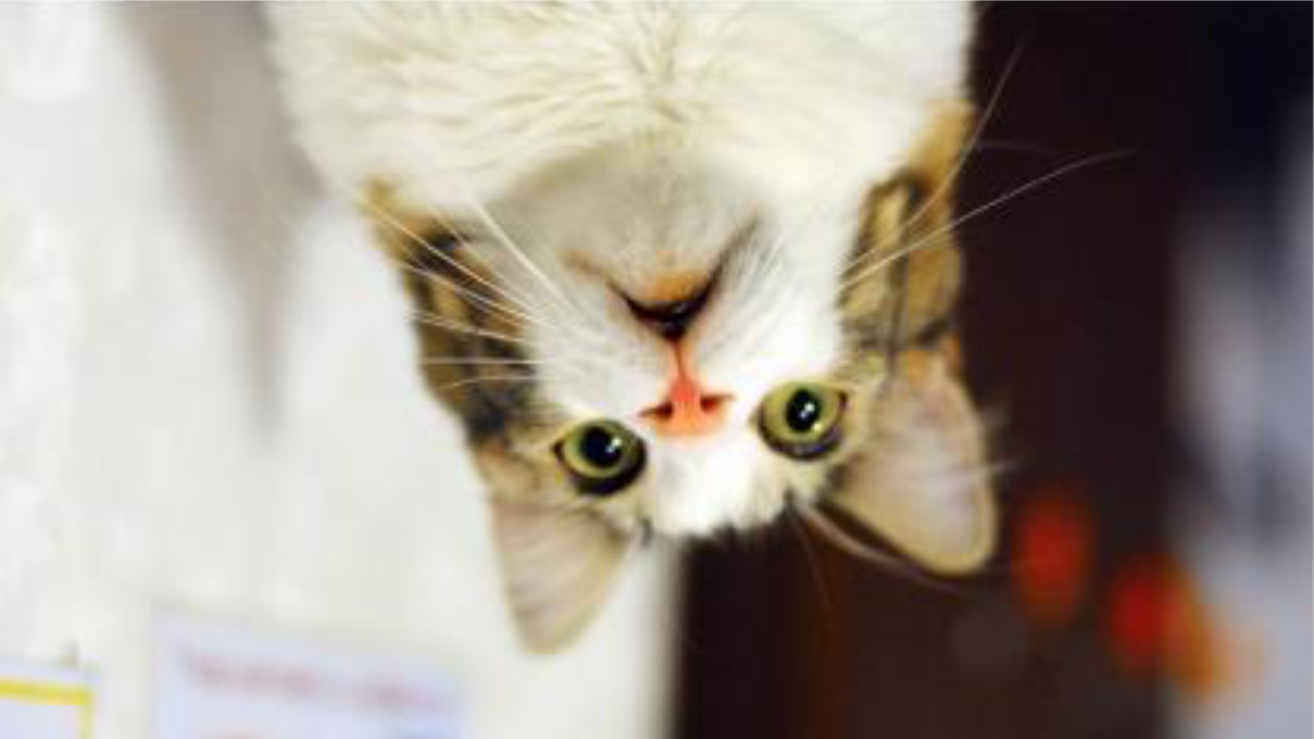 gato de cabeça para baixo
